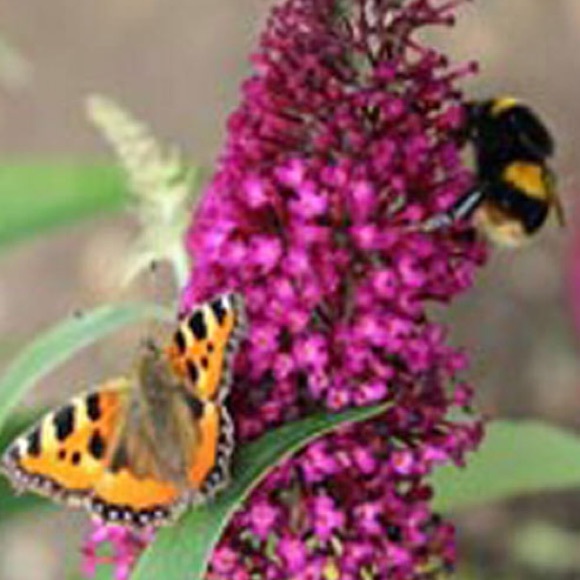 buddleia